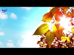 Pombo 1 Luz solar de rua