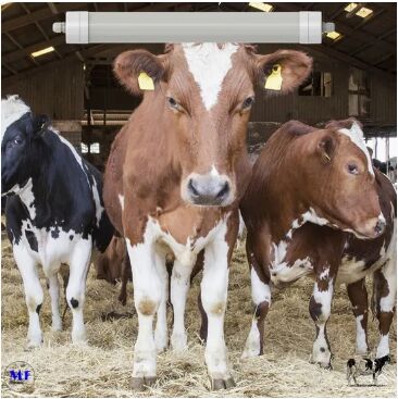 Luminária LED Tri-Prova Anti-Amônia Cor Branca Ik10 IP69K 0~10V Dim CCT Potência Ajustável 170lm/W 1.6m para Granja de Gado Leiteiro Ovelhas Curral de Animais